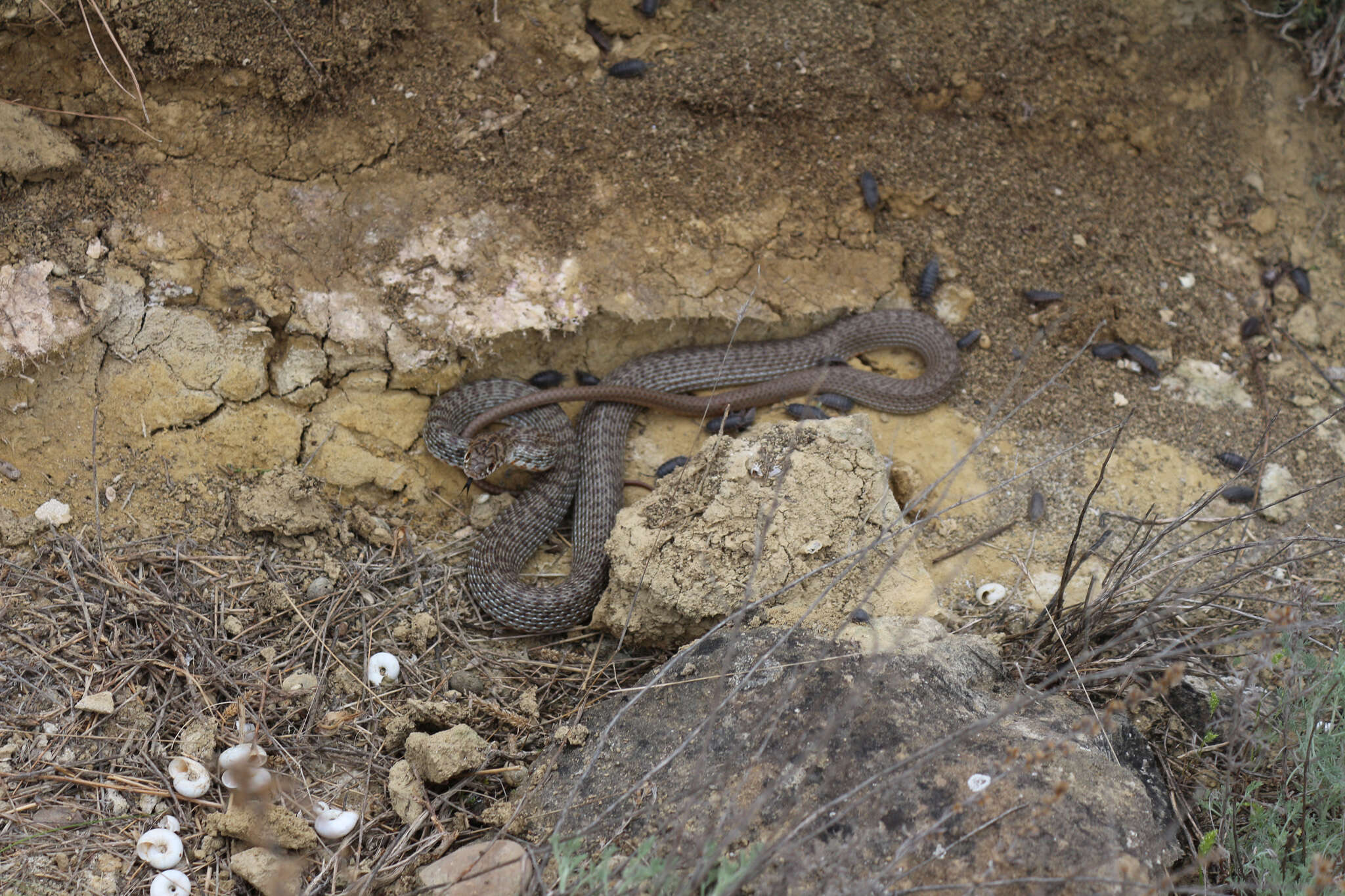 Image of Red-Bellied Racer