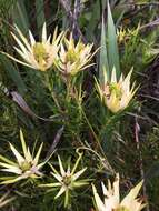 Image of Leucadendron spissifolium subsp. phillipsii (Hutch.) I. Williams