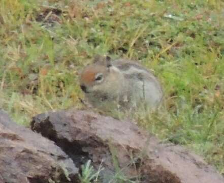 Callospermophilus madrensis (Merriam 1901) resmi