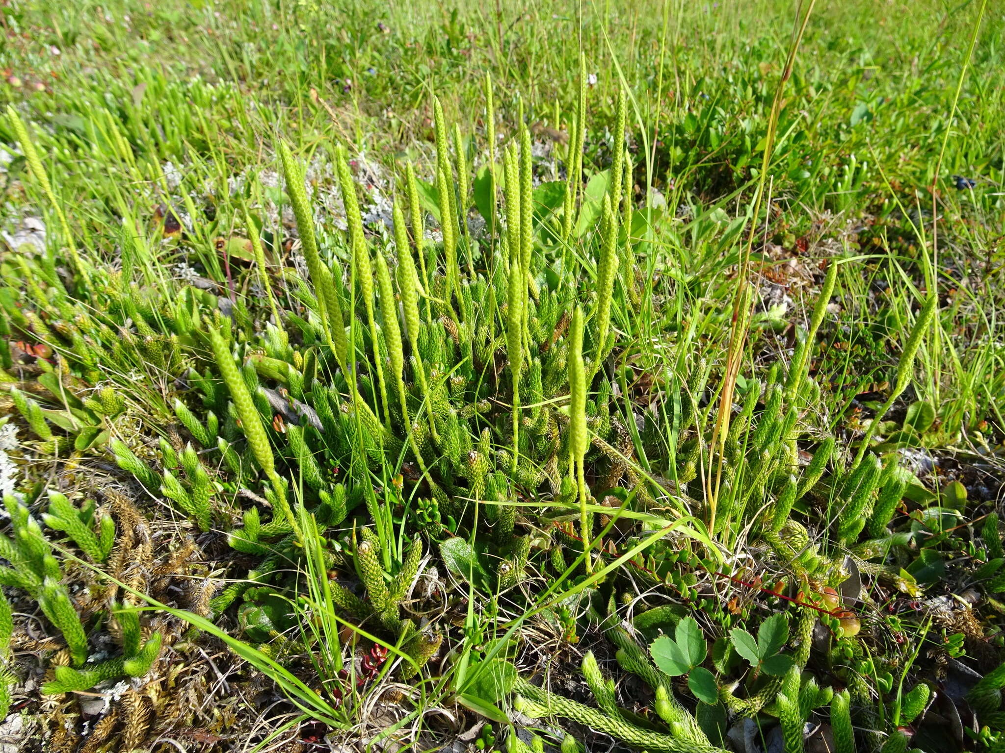 Imagem de Lycopodium lagopus (Laest. ex C. Hartm.) G. Zinserl. ex Kuzeneva-Prochorova