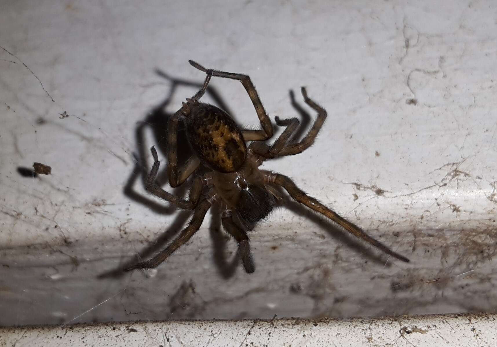 Image of Lace webbed spider