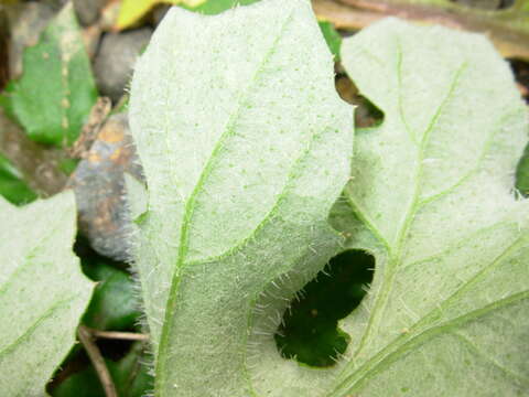 Image of Capeweed