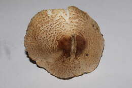 Lepiota ignivolvata Bousset & Joss. ex Joss. 1990 resmi