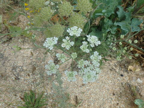 Image of Astrodaucus littoralis (Bieb.) Drude