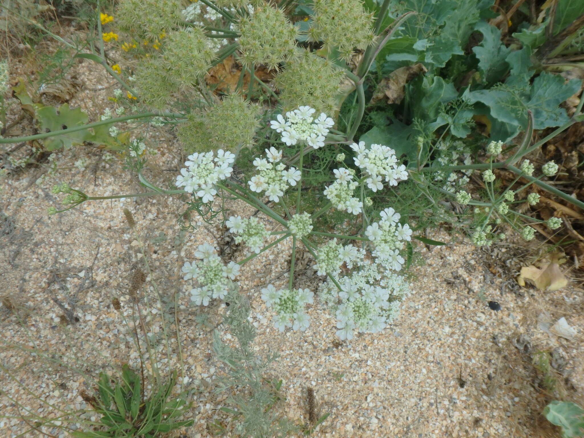 Imagem de Astrodaucus littoralis (Bieb.) Drude