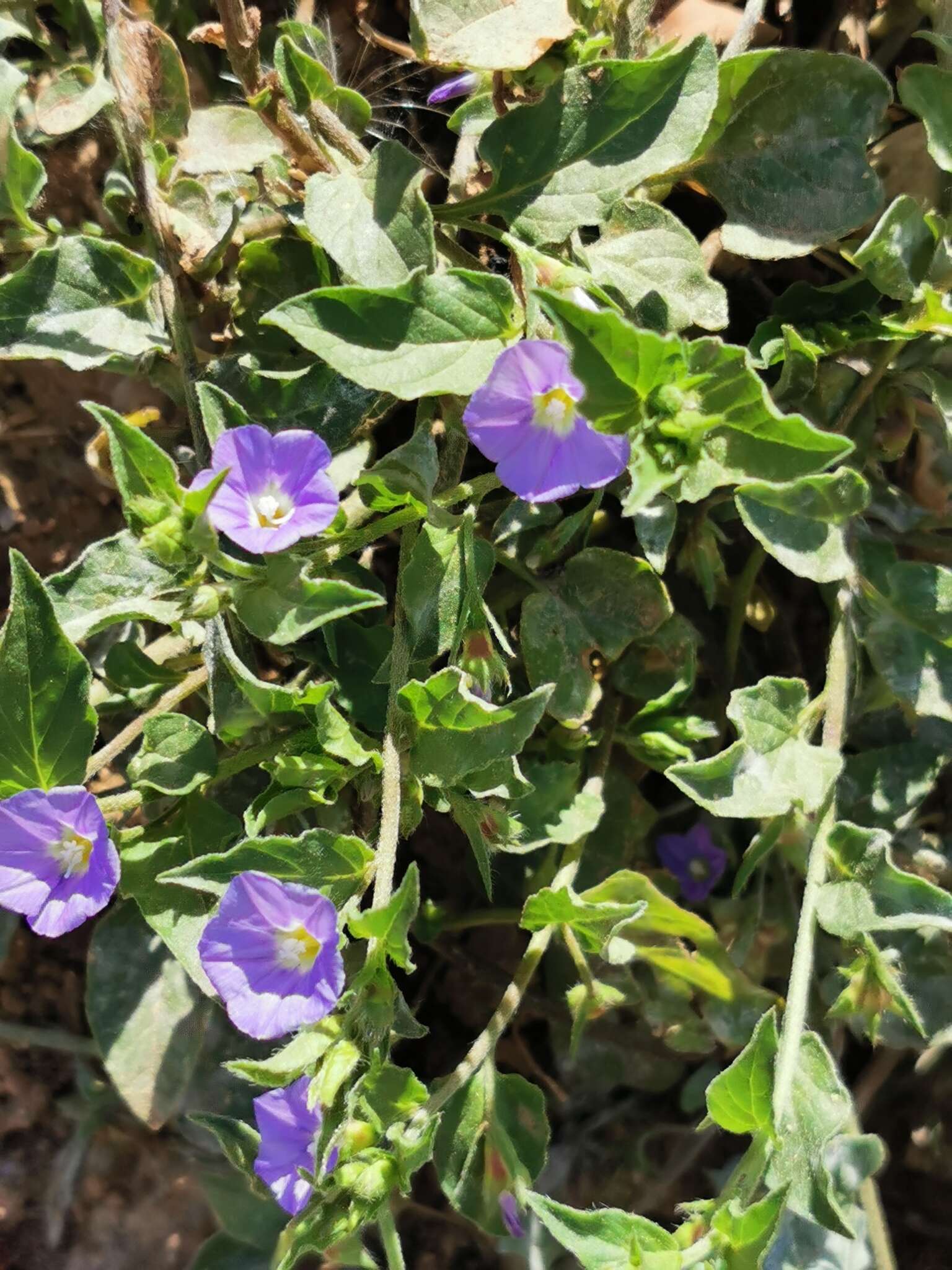 Image de Convolvulus siculus L.