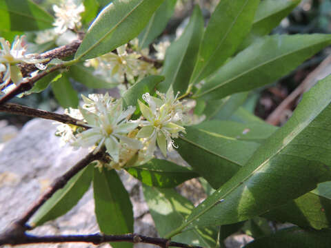 Image of Onionwood