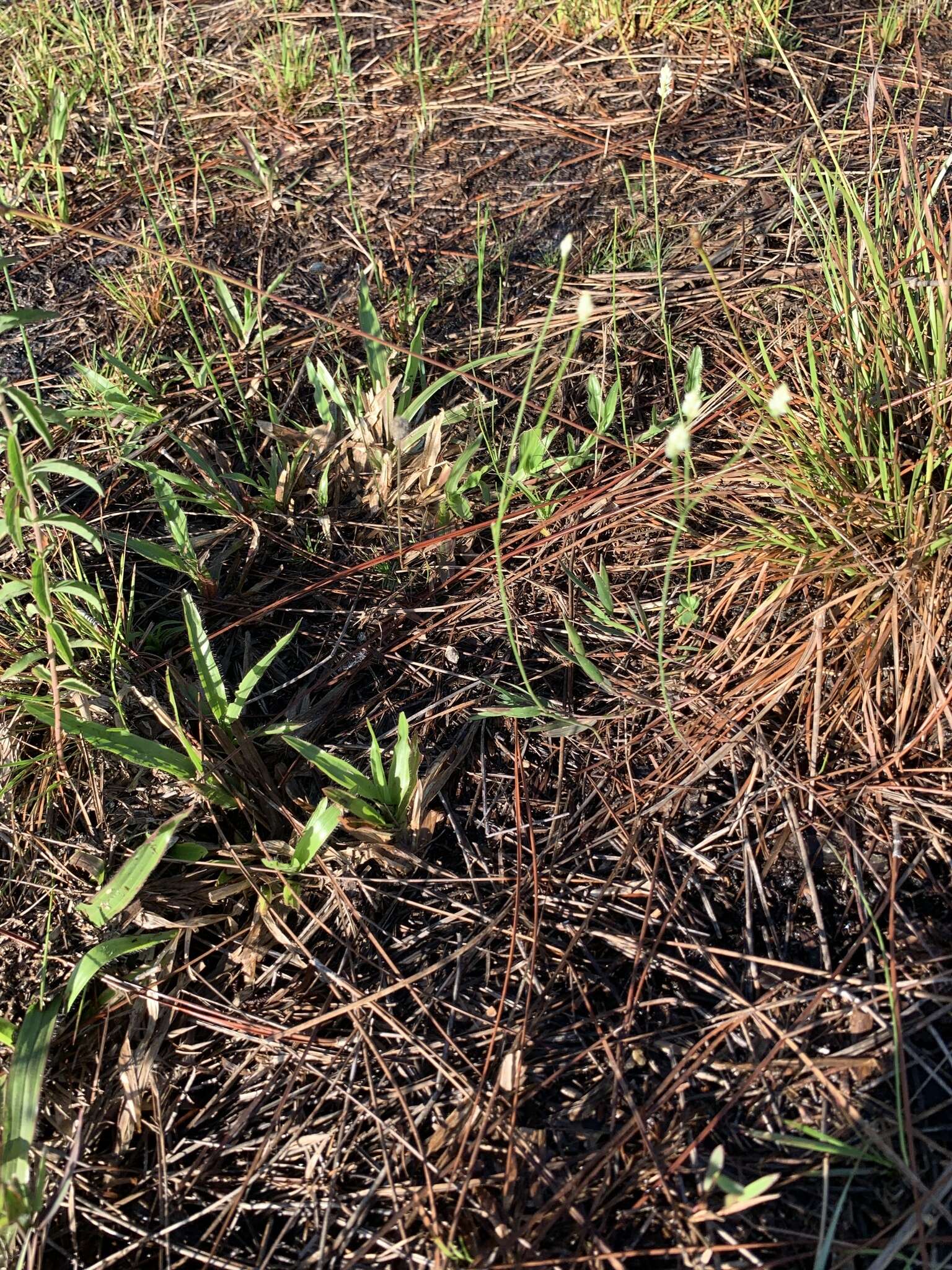 Image of Coastal-Plain Milkwort