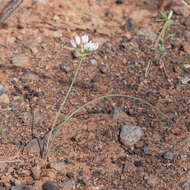 Image of serpentine onion