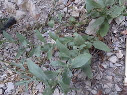 Image of Plumbago europaea L.