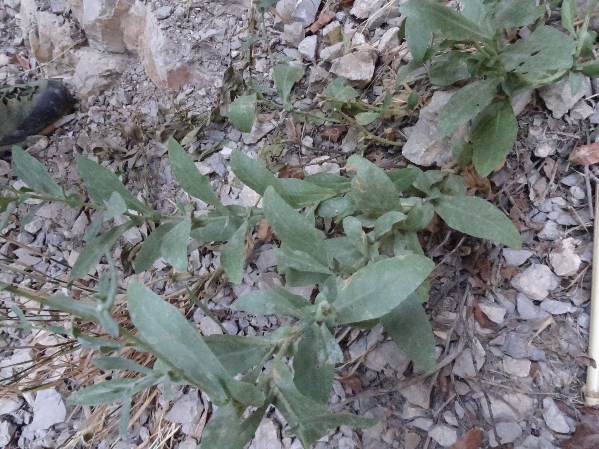 Image of Plumbago europaea L.