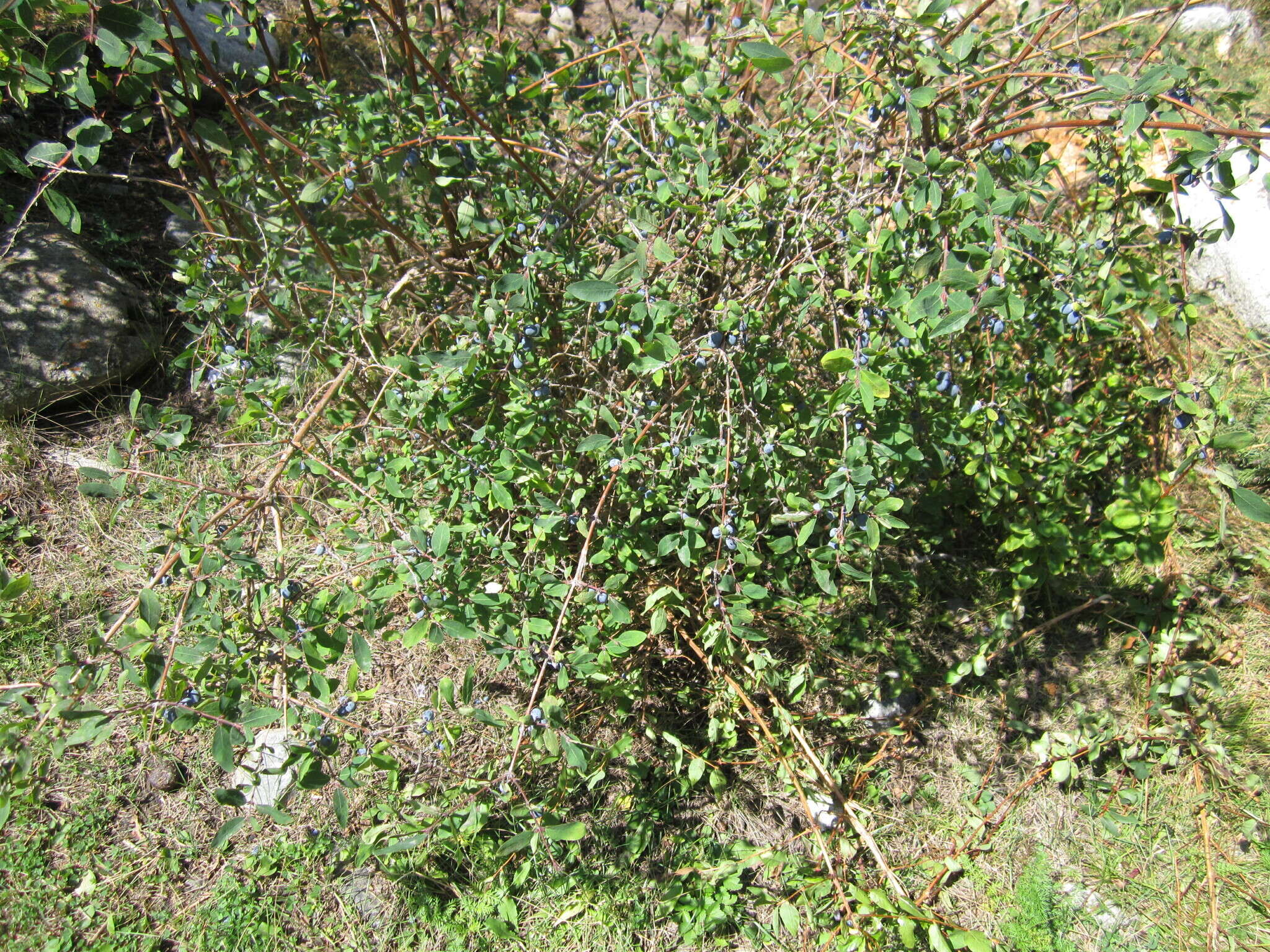 Image of Lonicera caerulea subsp. stenantha (Pojark.) Hultén ex A. K. Skvortsov