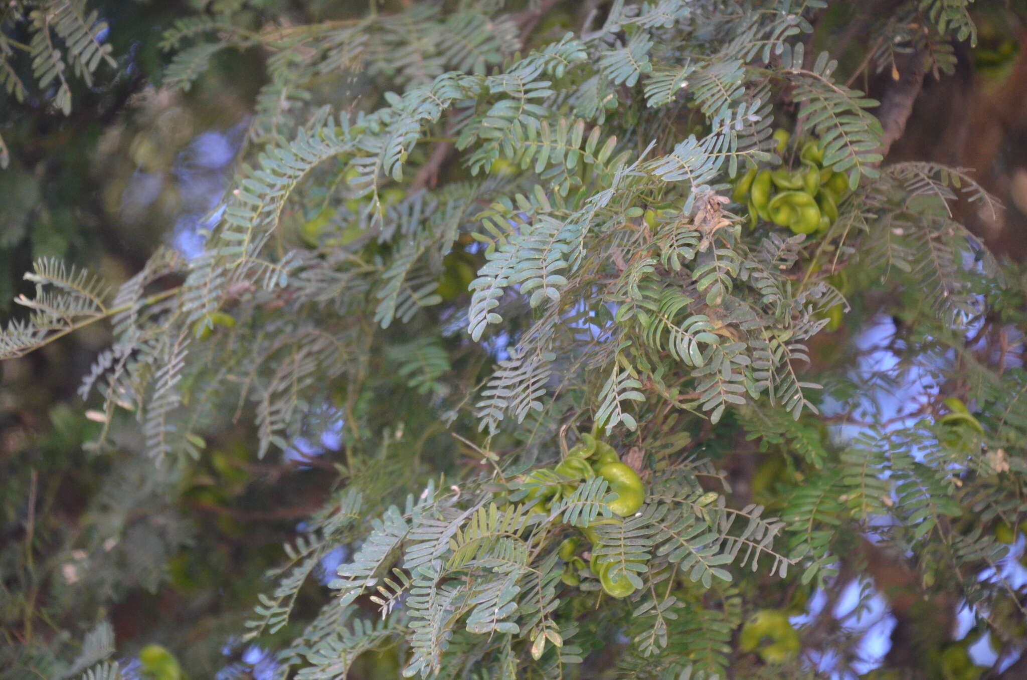 Plancia ëd Chloroleucon tenuiflorum (Benth.) Barneby & J. W. Grimes