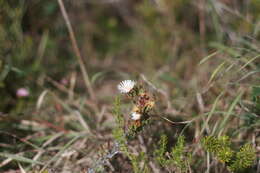 صورة Lampranthus productus (Haw.) N. E. Br.