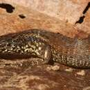 Image of Taylor's Largescale Lizard