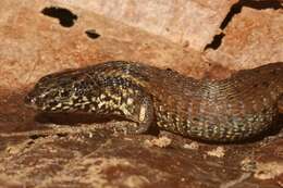 Image of Taylor's Largescale Lizard