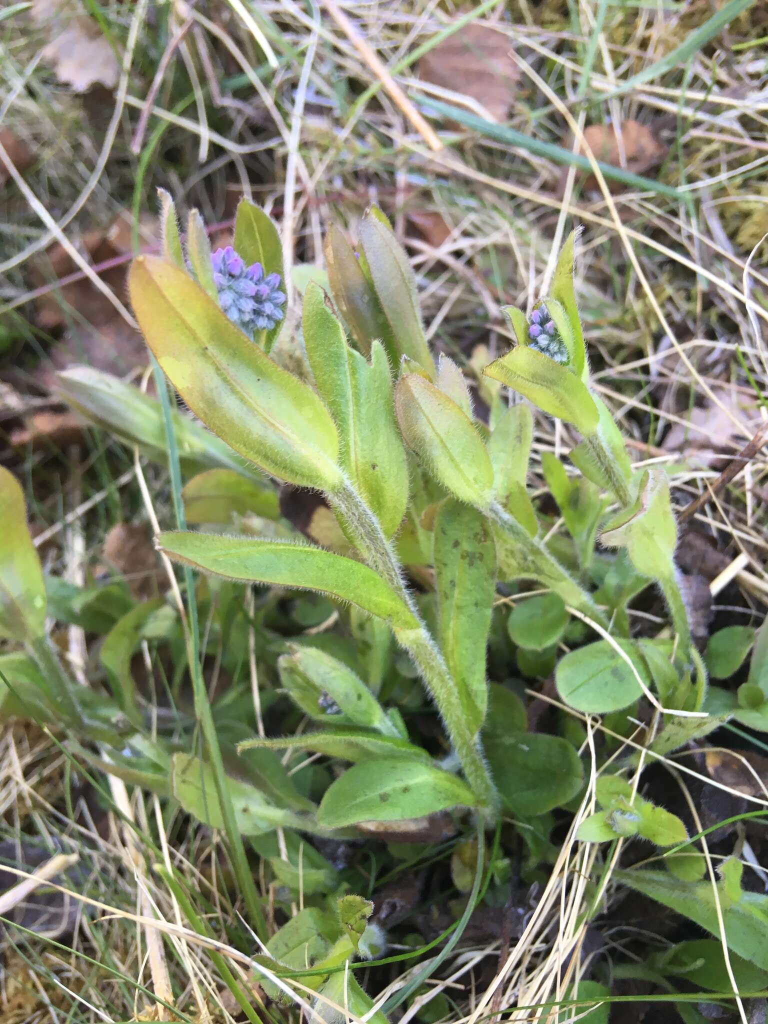 Image de Myosotis decumbens Host