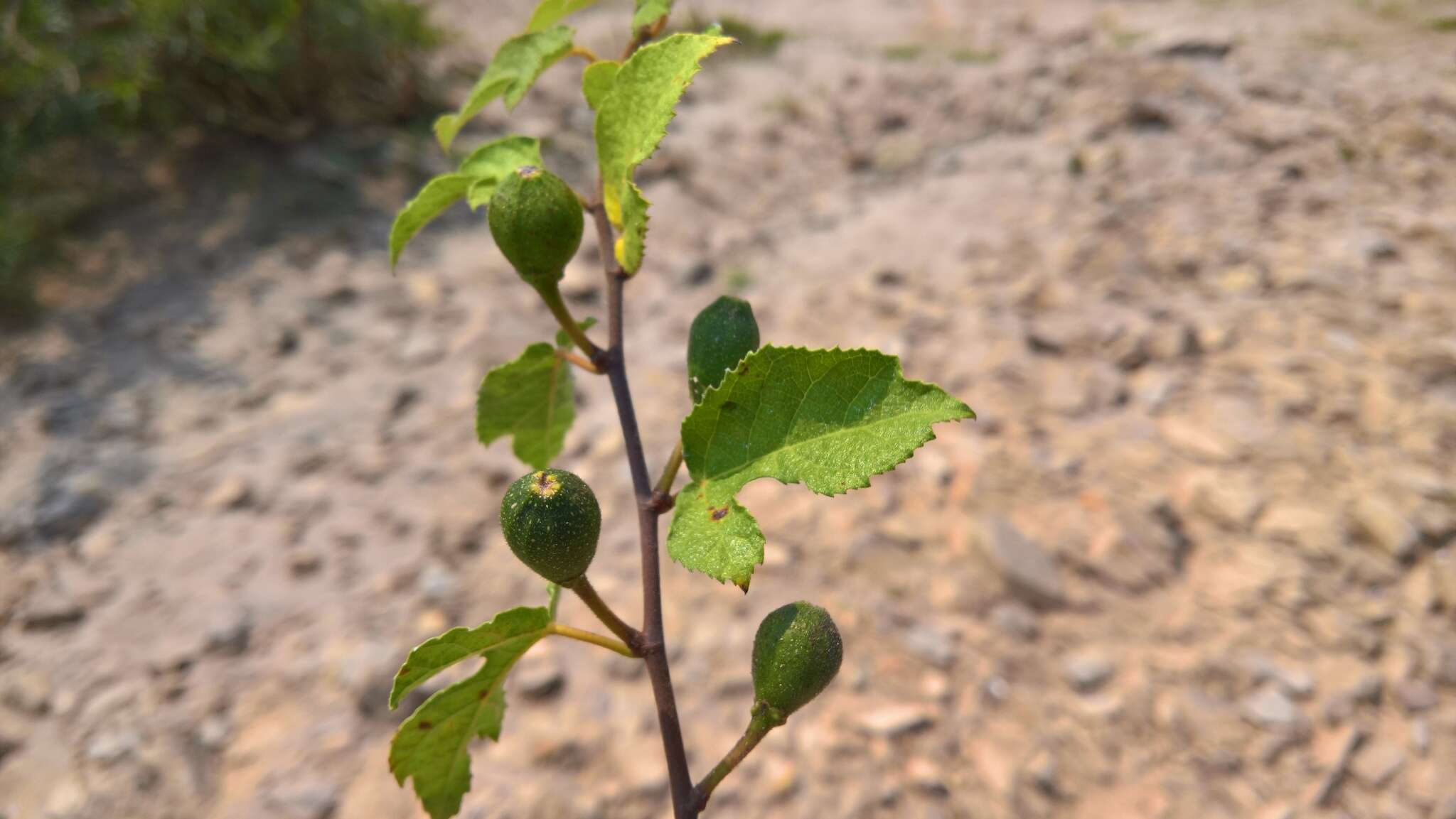 Image of Ficus heterophylla L. fil.