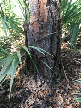 Image of Pinus elliottii var. densa Little & K. W. Dorman