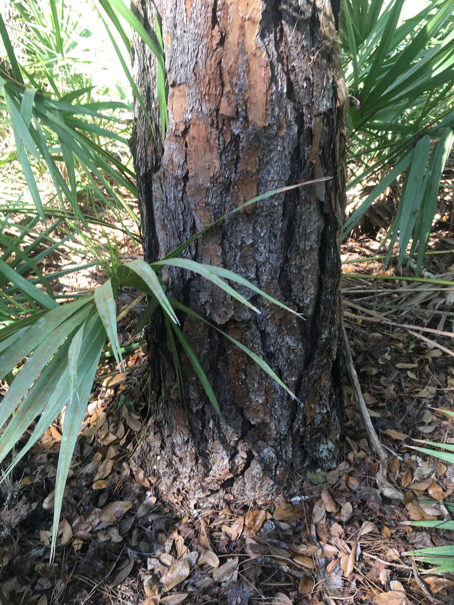 Image of south florida slash pine