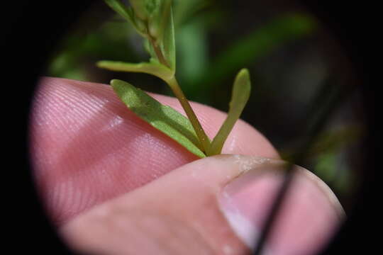 Image of neckweed