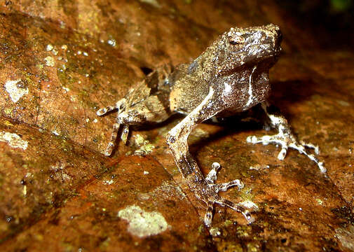 Image of Peters’ Dwarf Frog