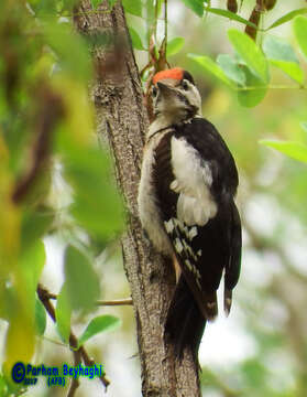 Image of Syrian Woodpecker