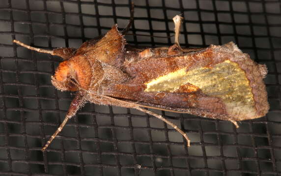 Image of Golden Cutworm