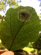 Image of Cameraria hamameliella (Busck 1903)