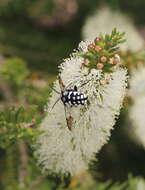 Image of Domino cuckoo bee