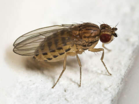 Imagem de Drosophila busckii Coquillett 1901