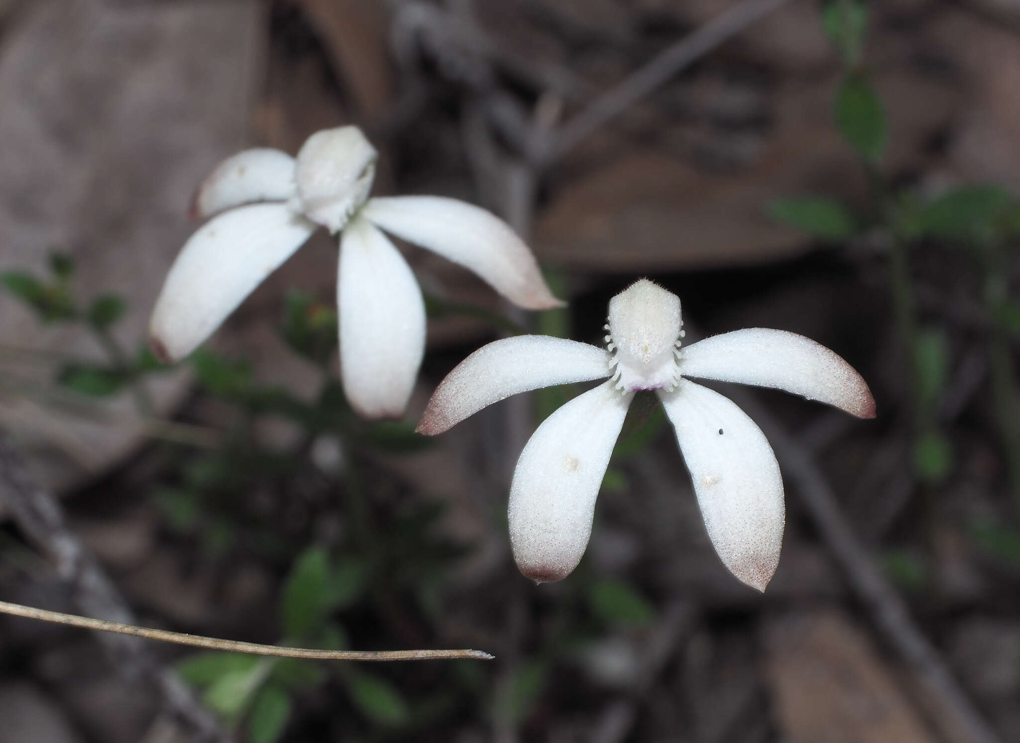 Image of Brown caps