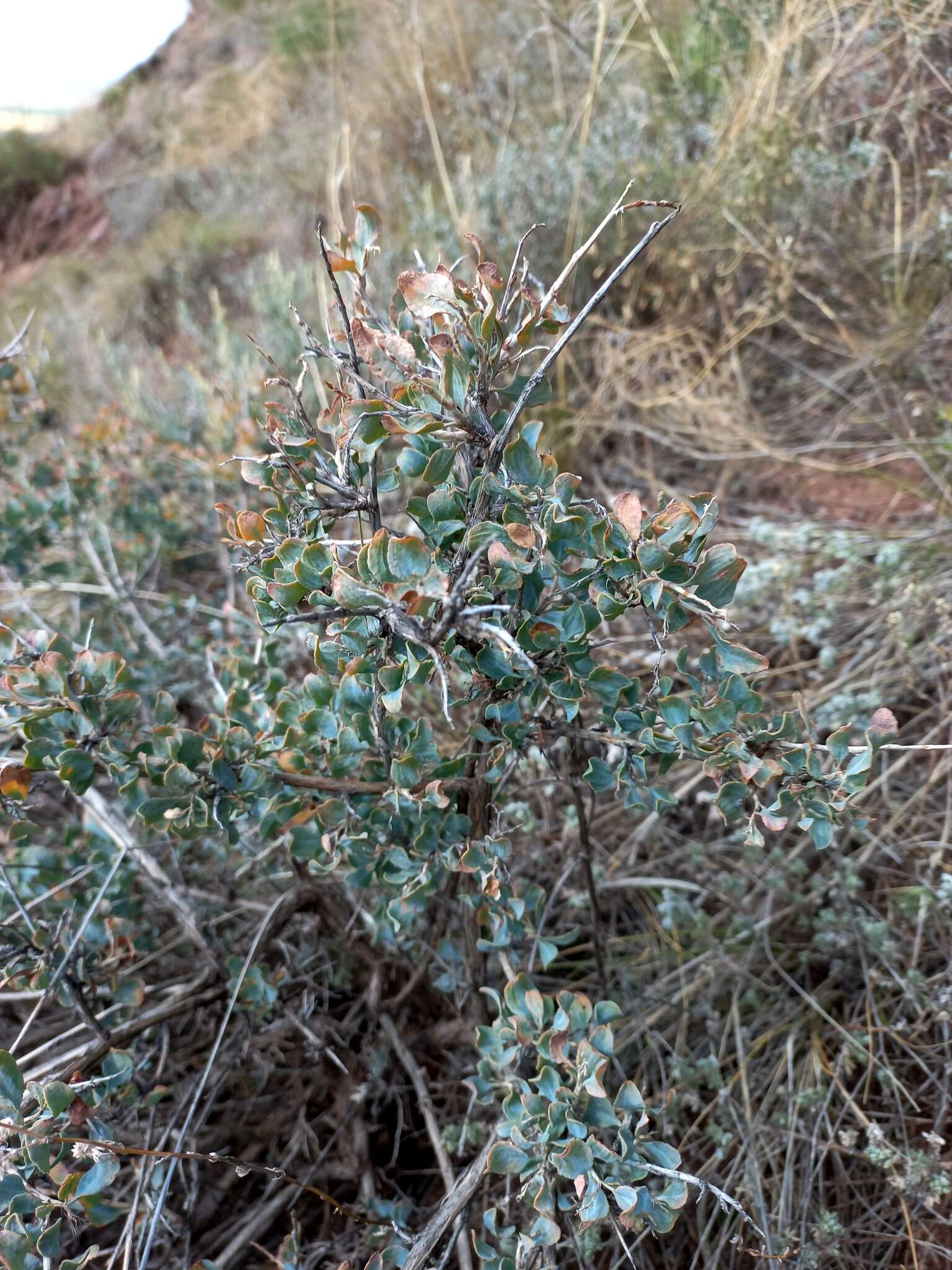 Image of Atraphaxis pungens (M. Bieb.) Jaub. & Spach