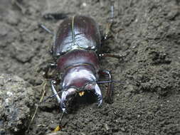 Image de Lucanus tetraodon sicilianus Planet 1899