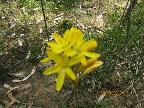 Image of Ixia odorata Ker Gawl.