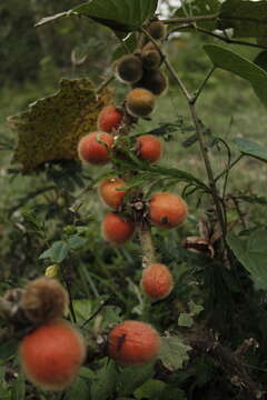 Image of Solanum hirtum Vahl