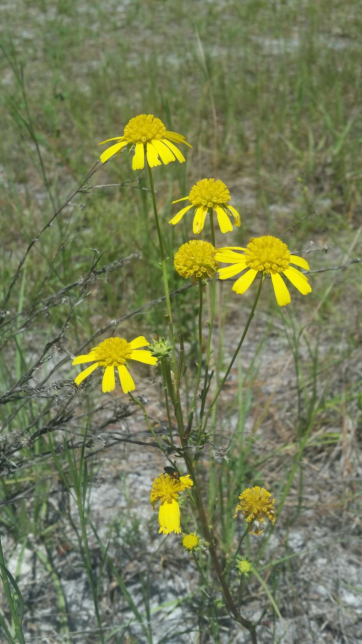 Image of coastal plain honeycombhead