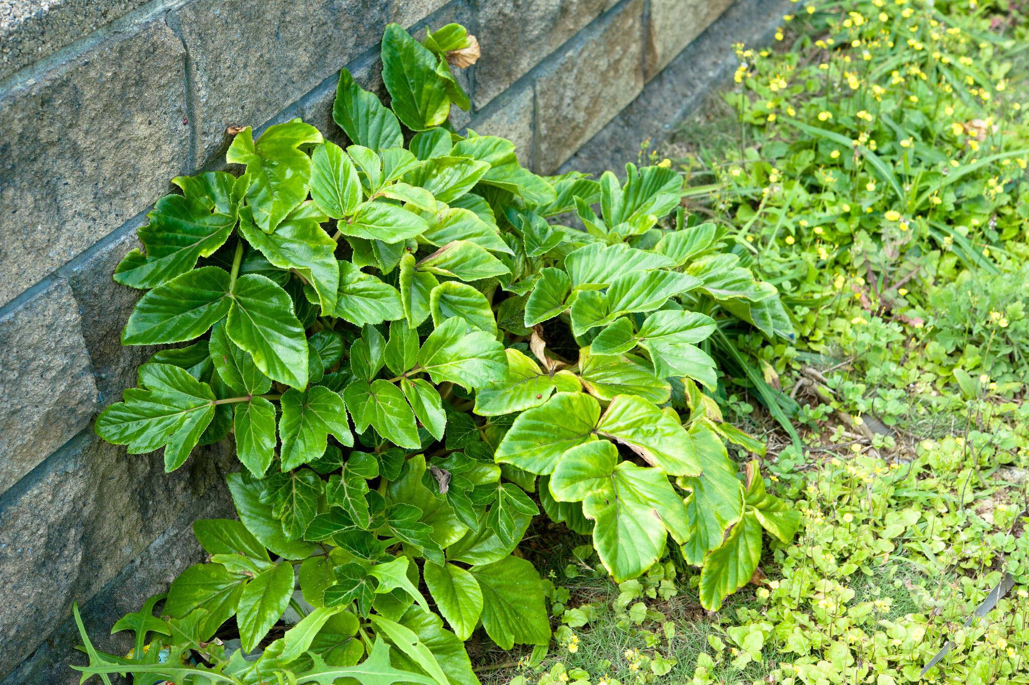 Image of Angelica hirsutiflora Liu, C. Y. Chao & Chuang