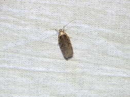 Image of Agonopterix ciliella Stainton 1849