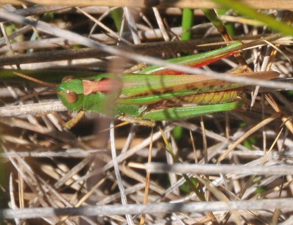 Image of Australian plague locust