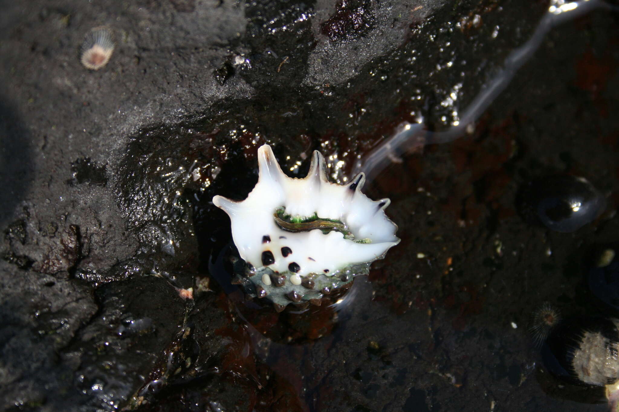 Image of castor bean drupe