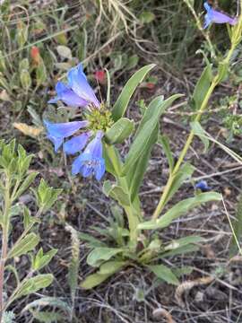 Image of alpine sawsepal penstemon