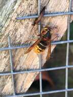 Image of median wasp