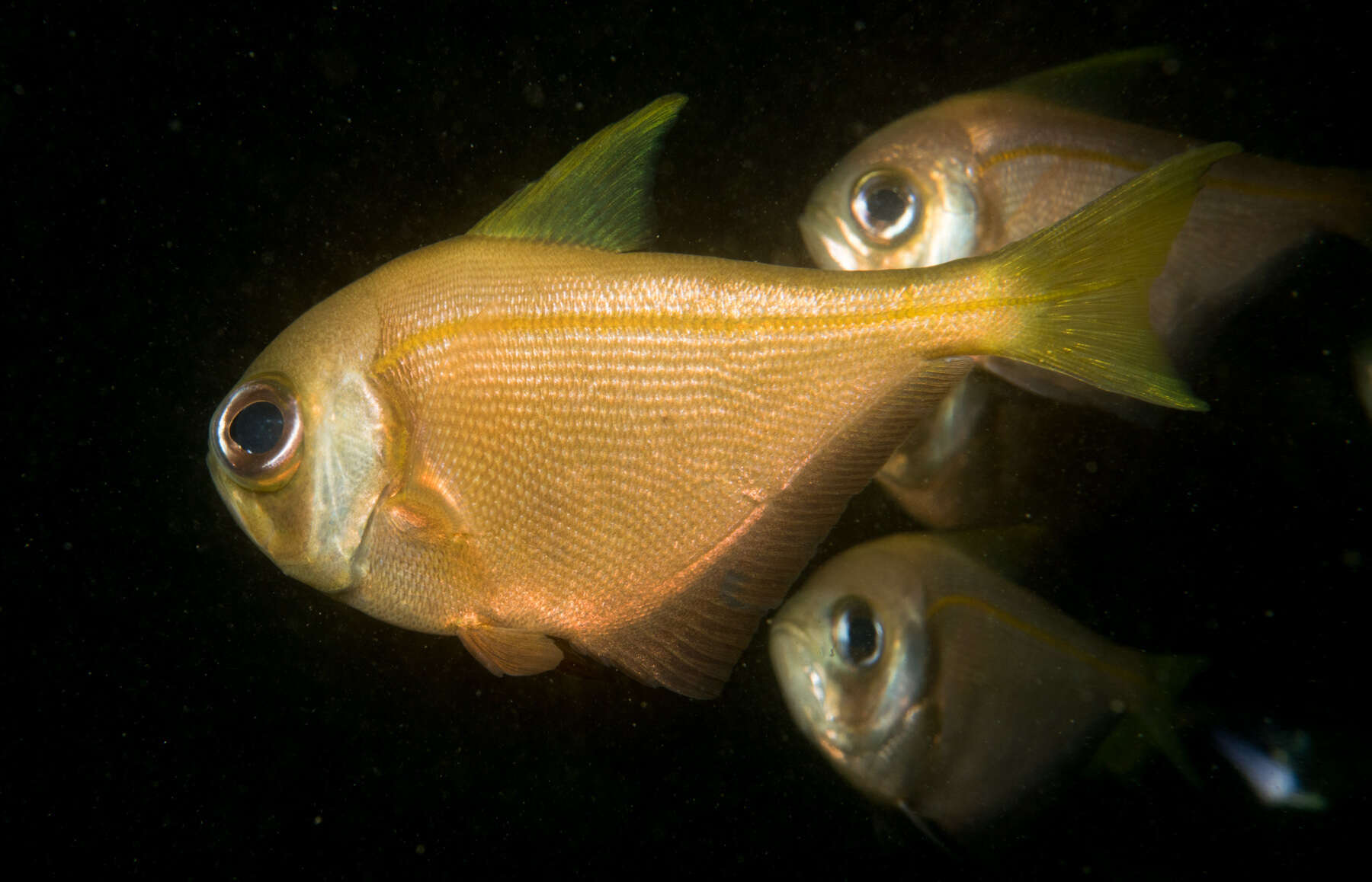 Image de Pempheris compressa (White 1790)