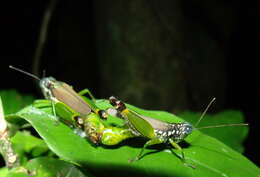 Balachowskyacris rhabdota (Hebard 1924) resmi