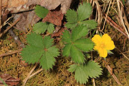 Image of dwarf cinquefoil