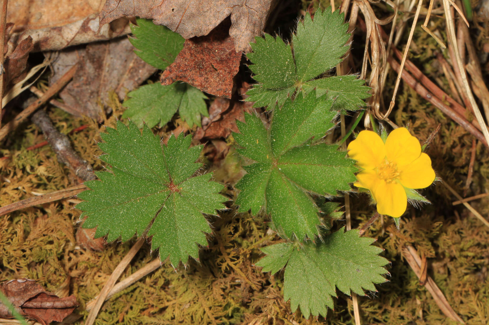 Image of dwarf cinquefoil