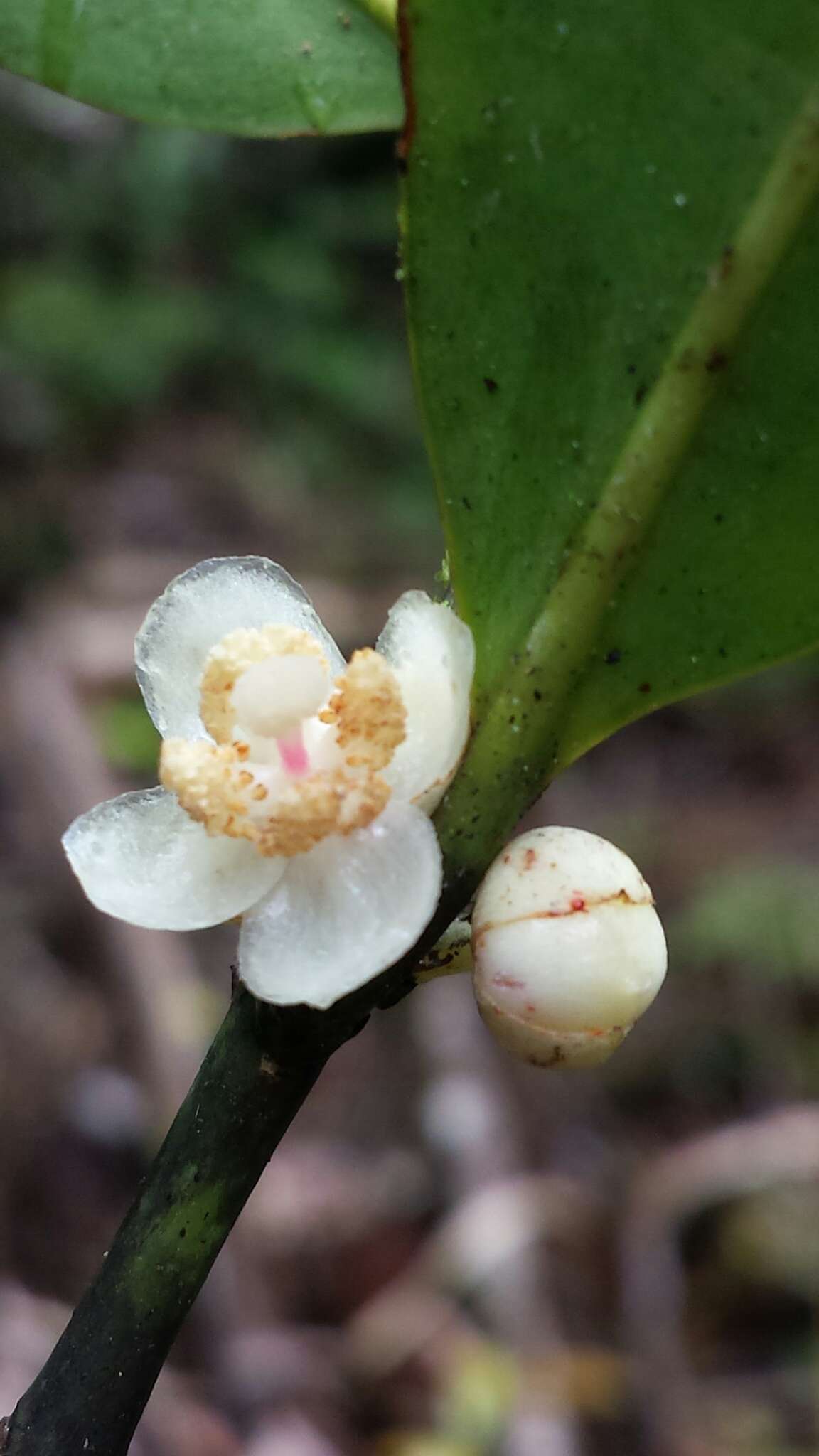 صورة Garcinia orthoclada Baker