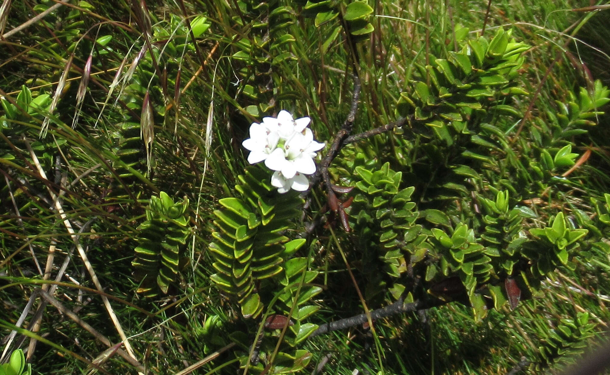 Image de Veronica masoniae (L. B. Moore) Garn.-Jones