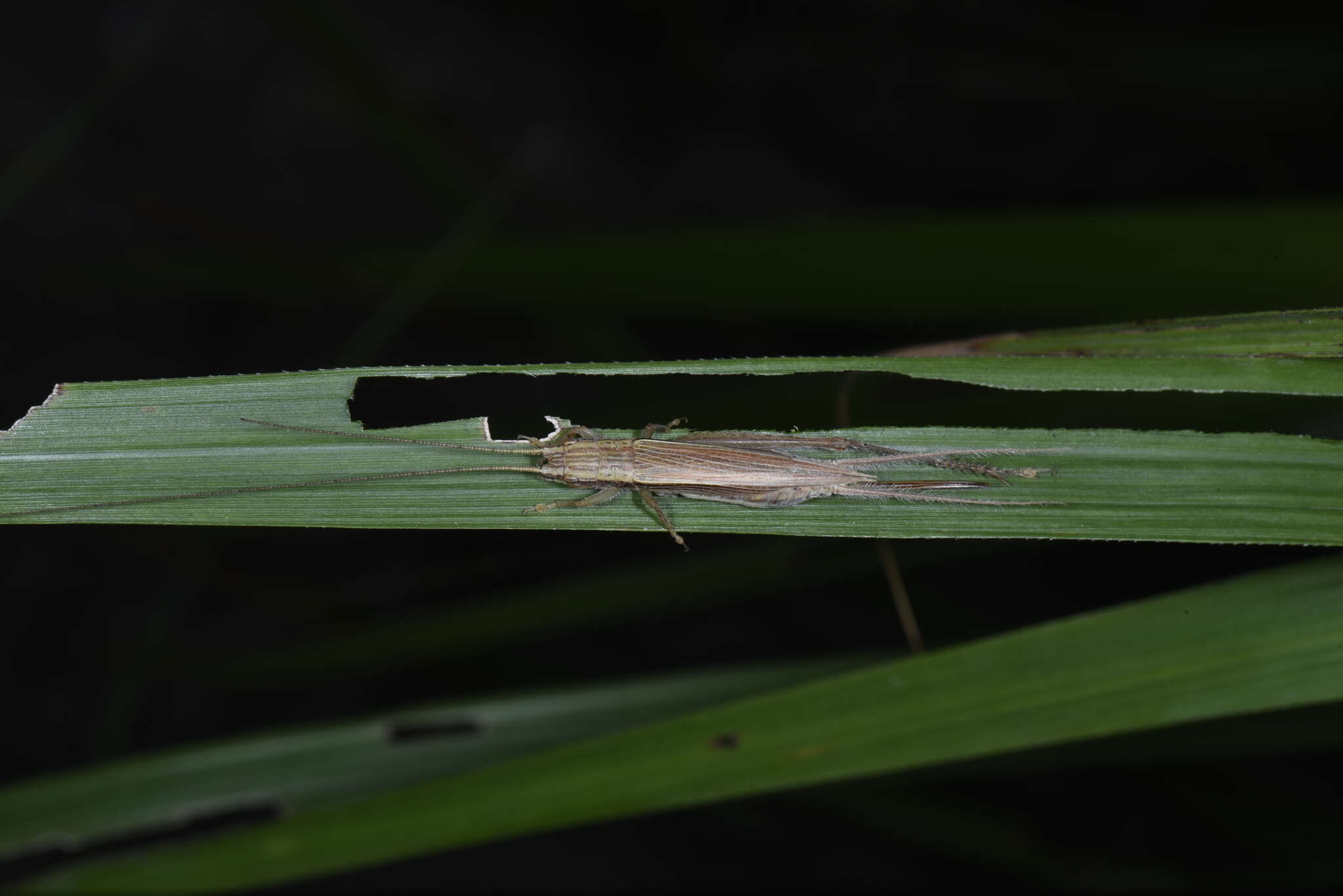 صورة Patiscus cephalotes (Saussure 1878)